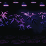 Berkshire Jumps into Cannabis Banking